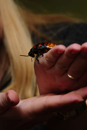 Three large red Madagascar cockroaches are held by a woman on her palms.の写真素材