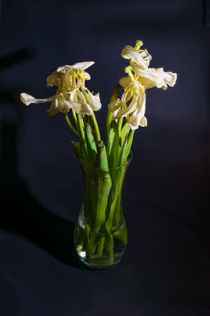 withered white tulips in a vase on a black backgroundの写真素材