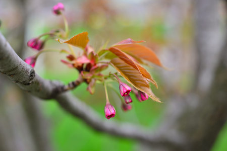 Soft focus Cherry Blossom or Sakura flower on nature background.