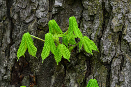 Detailed view of the growing leaves of chestnut on tree trunk.の写真素材