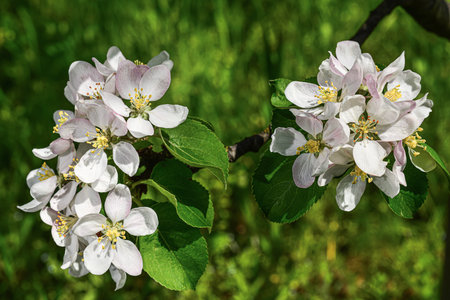 Spring blossom. branch of a blossoming apple tree on garden background.