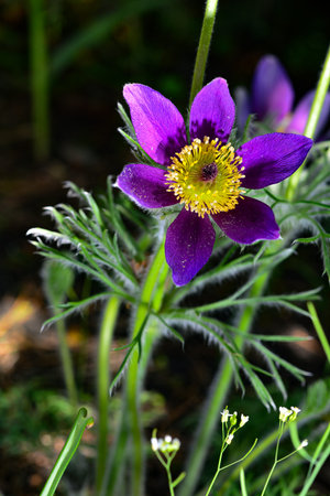 Opened lumbago, dream-grass, lat. Anemone patens, is a perennial plant that blooms from April to...