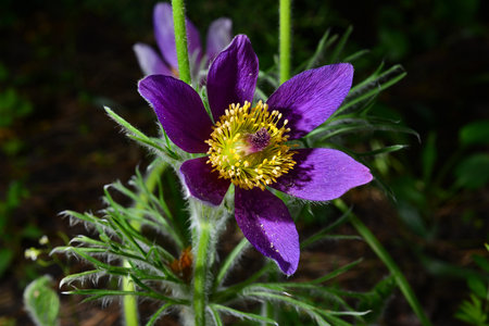 Opened lumbago, dream-grass, lat. Anemone patens, is a perennial plant that blooms from April to...