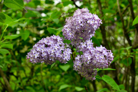 Lilac. Colorful purple lilacs blossoms with green leaves. Floral pattern.