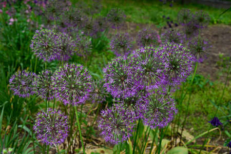 Bright lilac flower decorative onion Allium on a green background.の写真素材