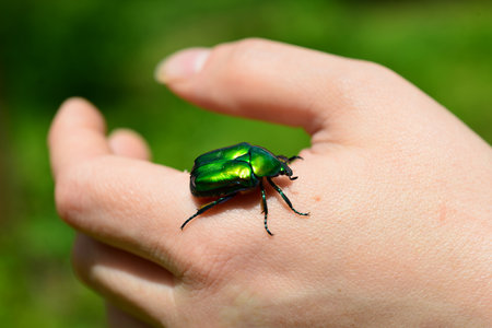 Green rose chafer bug on the hand. Cetonia aurata.の写真素材