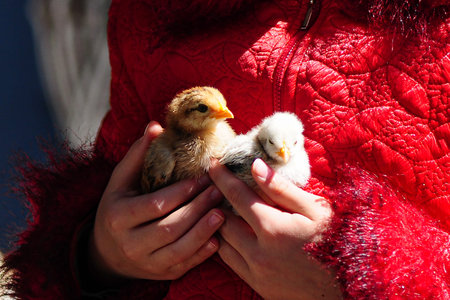 Two chickens in the hands of a girl, new life.