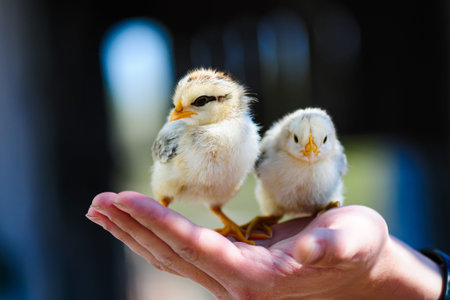 Two chickens in man's hands, new life .の写真素材