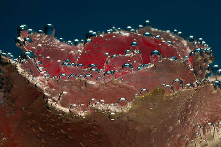 Pink rose underwater with bubbles on the surface petals.の写真素材