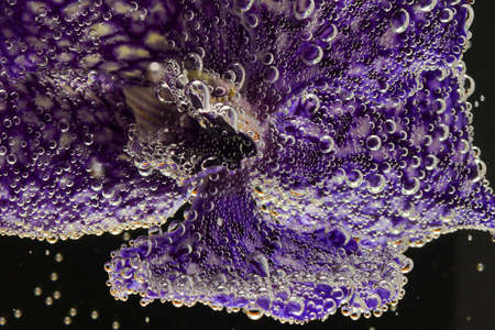 orchid flower under water with bubbles on petals.の写真素材