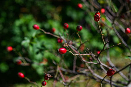 Autumn still life with a dragonfly resting on the branches of a rose hip with red berries.の写真素材