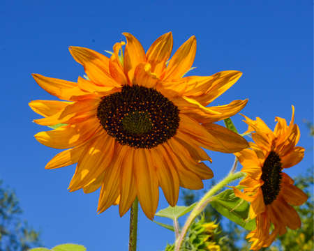 beautiful decorative yellow sunflower against blue skyの写真素材