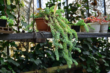 Sedum morganianum in pot hanging, is popular succulent with trailing stems and fleshy blue-green leaves.の写真素材