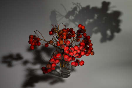 Dry sprig of rowan in a glass on a white background.の写真素材