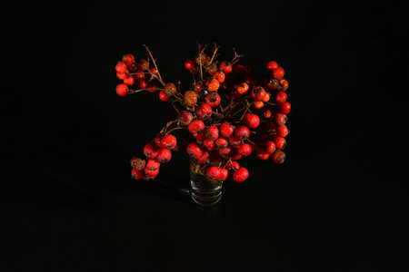 Dry sprig of rowan in a glass on a black background.の写真素材
