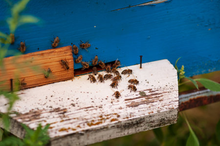Hives in an apiary with bees in a green garden.の写真素材