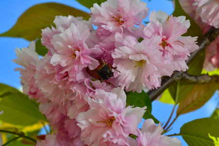 Maybug beetle on the beautiful pink flower cherry blossom