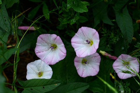 Pink blossoming field bindweed flowers, after rain. close up.