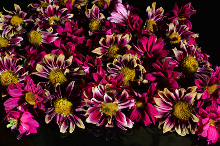 wilted flowers of pink Chrysanthemums on a black background. top view.