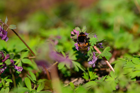 Bumblebee drinking nectar from purple flower Corydalis cavaの写真素材