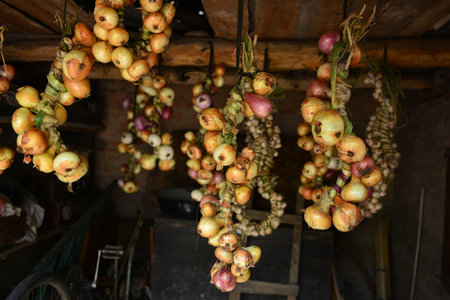 Harvest. Bunches of onions are dried in a barn in the villageの写真素材