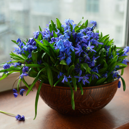 Bouquet of snowdrops in a ceramic vase by the window.の写真素材
