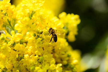 Beautiful Yellow flowered Mahonia with bee, in spring.