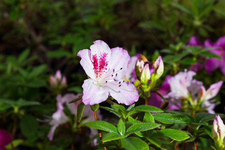Azalea is an ornamental shrub of the heather family with pink flowersの写真素材