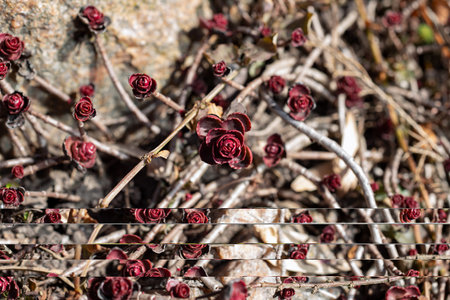 A beautiful burgundy-red rose-shaped leaves Sedum spurium on a rock in close-up.