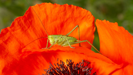 small green grasshopper on the red petal of a poppy, in spring in the garden