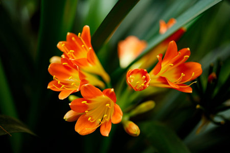 Beautiful lily (Clivia miniata) flowers in full bloom in the botanical garden