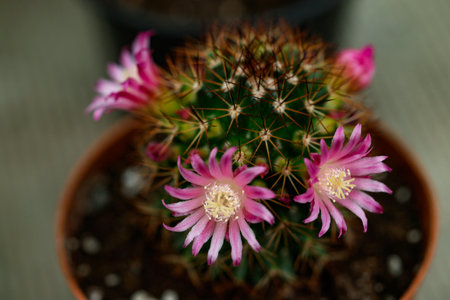 Mammillaria zeilmanniana cactus with pink blooming flowers. Evergreen tropical thorny plant for home decoration. Desert cactus with beautiful pink blossomの写真素材