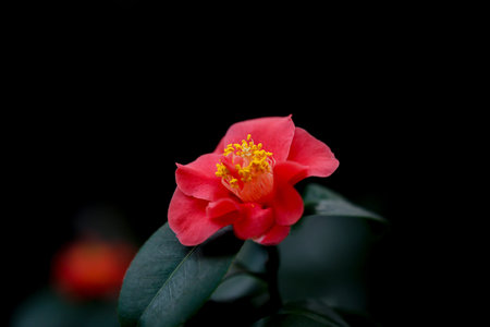 Red Camelia flowers blooming in spring in botanical garden