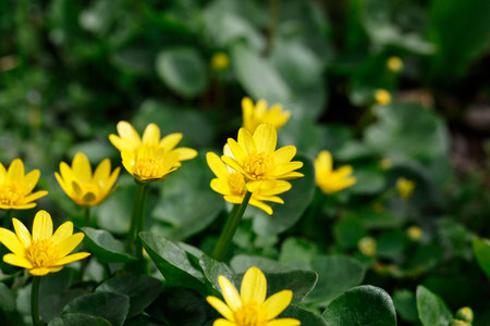 In the spring, a Ranunculus ficaria blooms in the botanical garden. Beautiful small yellow flowersの写真素材