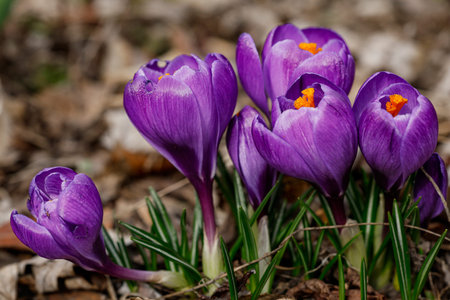 Purple flowers of crocus in spring in the botanical garden