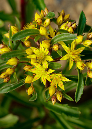 Orange Stonecrop Weihenstephaner Gold flowers, Latin name - Sedum kamtschaticum, in the garden