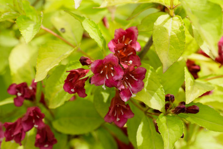 Beautiful blooming Weigela with Red bell-shaped flowers in the garden springの写真素材