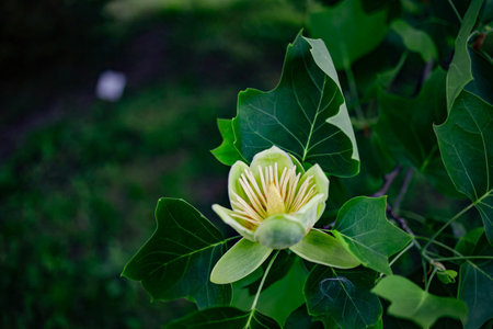 Liriodendron tulipifera L. beautiful ornamental tree in bloom, flowering yellow orange flowers. Liriodendron tulipifera in blossom in spring in the garden . Selective focusの写真素材