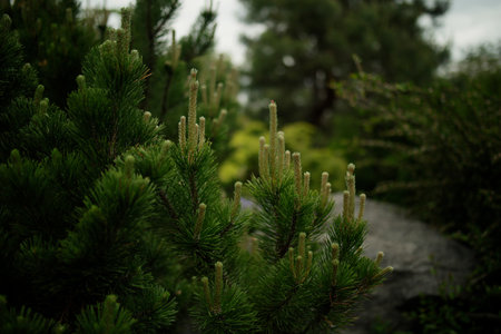 Pine in spring in the botanical gardenの写真素材