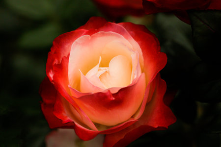Blooming rose flower in the garden. View of Rosa, flower of red and white petals, spring blooming in the gardenの写真素材