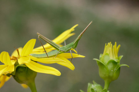 Green insect Acrida ungarica sits on the Silphium perfoliatum on a sunny day. Selective focus