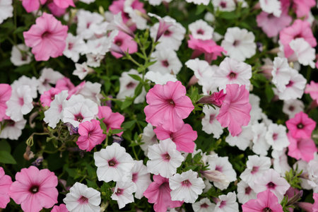 Petunias mixed colors in the garden. Colorful common garden petunias. Petunias floral background