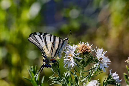 Butterfly Podalirius , latin name iphiclides podalirius feeding on a flower in the summer day in the...