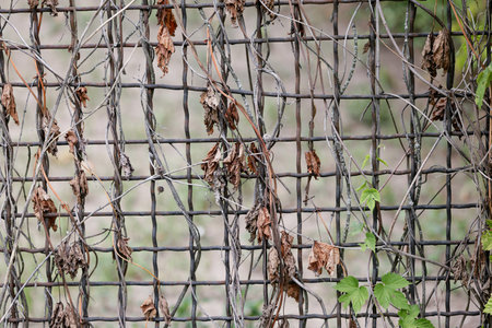 Dry plant on a metal grid, withered plant in the garden