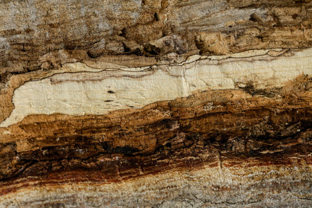 Fibers of rotten wood eaten by insects. Vintage wood background