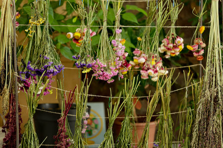 Bunches of beautiful dried flowers hanging on rope