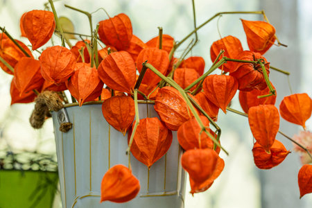 Physalis or Chinese lantern plants in a white bucket close-up. Natural colorful autumn decorations, Physalis alkekengiの写真素材