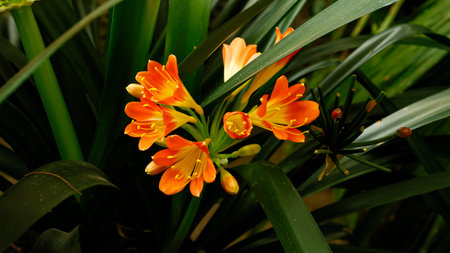 Beautiful Clivia miniata flowers in full bloom in the botanical garden