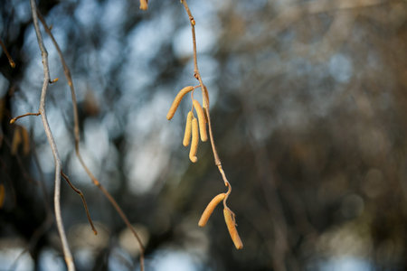 flowering branches of common hazel. In the background with trees, other branches