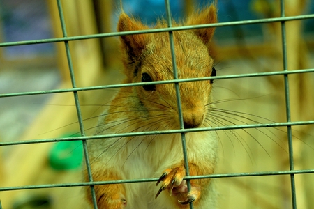 squirrelの写真素材